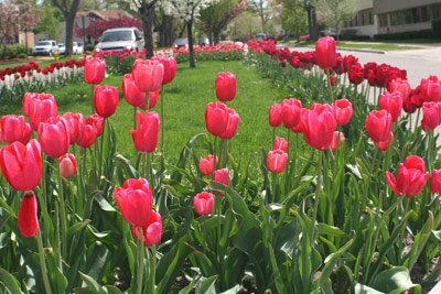 Tulips along Washington Boulvard